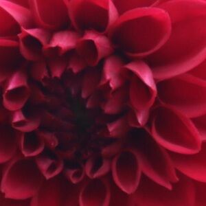 Meet your Posher, CC